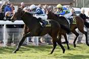 Aracadias Angle pronostic quinté pmu hippodrome de longchamp