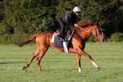 Lope De Vega hippodrome de longchamp, pronostic gratuit, résultat pmu, pronostic quinté plus, turf