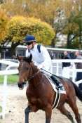 Boplicity hippodrome de Saint-Cloud, rapports PMU, cotes PMU, zeturf, betclic, quinté plus nocturne, quinté+, quinté plus, pronostic