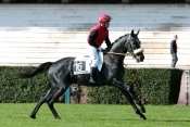 Tac De Boistron hippodrome de Siant-Cloud, Prix du Languedoc, Prix Omnium II, quinté+ Prix Edmond Blanc, rapports PMU, cotes PMU, zeturf, betclic, quinté plus noctur