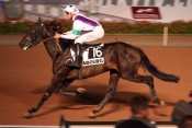 UNISSON DES CHAMPS