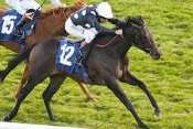 SHIROCCO STAR