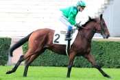 LION D'ANVERS