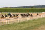 Argentan Trot Ligne Droite
