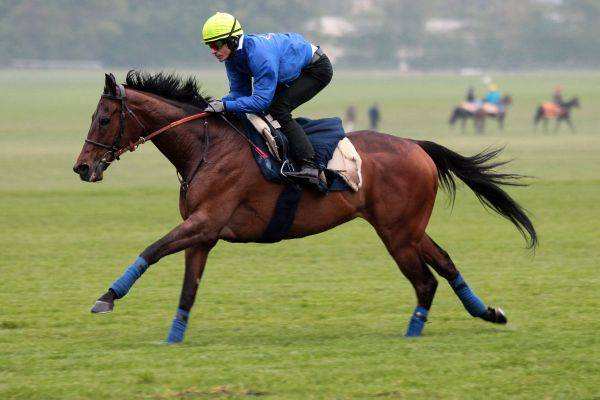 Cirrus Des Aigles