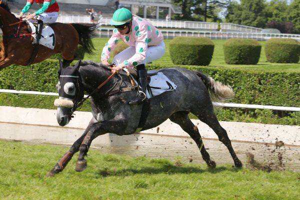 ARDEUR DES OBEAUX