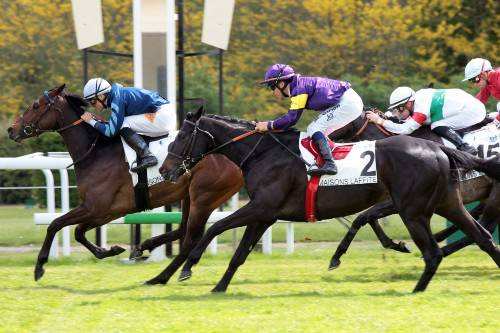 Garlingari PRIX DE BEAUMESNIL, Quinté+
