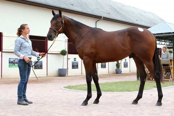 Dubawi & Pacifique