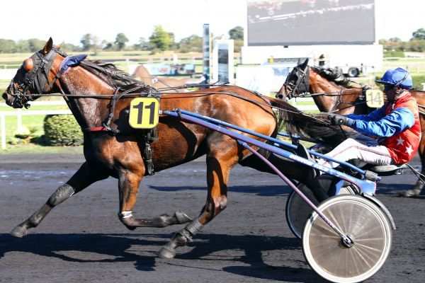 DARUS D'OCCAGNES