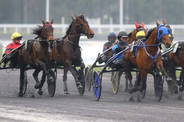 Bold Eagle Timoko