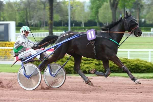 CHINI DE L'OISON