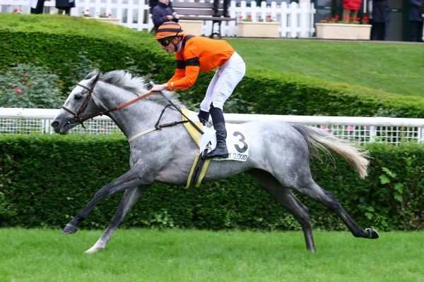 ROYAL DOLOIS