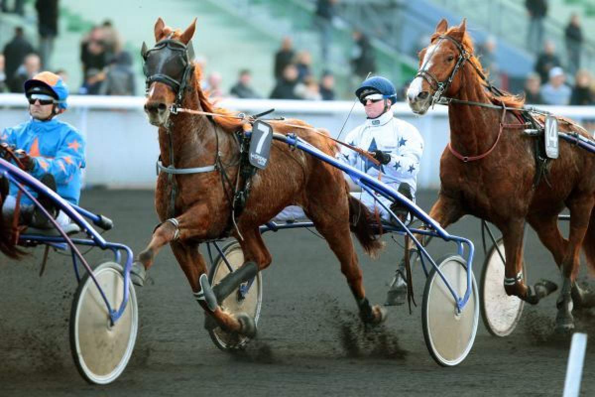 UCCELLO SOMOLLI - La fiche CANALTURF du cheval, performances pmu ...