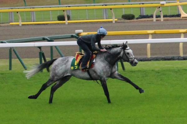 Capri Japan Cup 2018 Ă Tokyo, entrainement avec le jockey Ryan Moore