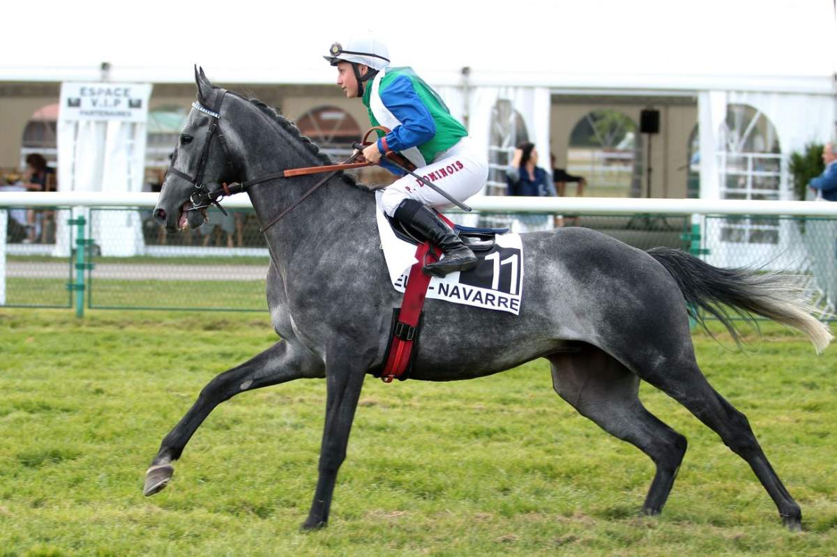 AMERIX - La fiche CANALTURF du cheval, performances pmu, pédigré ...
