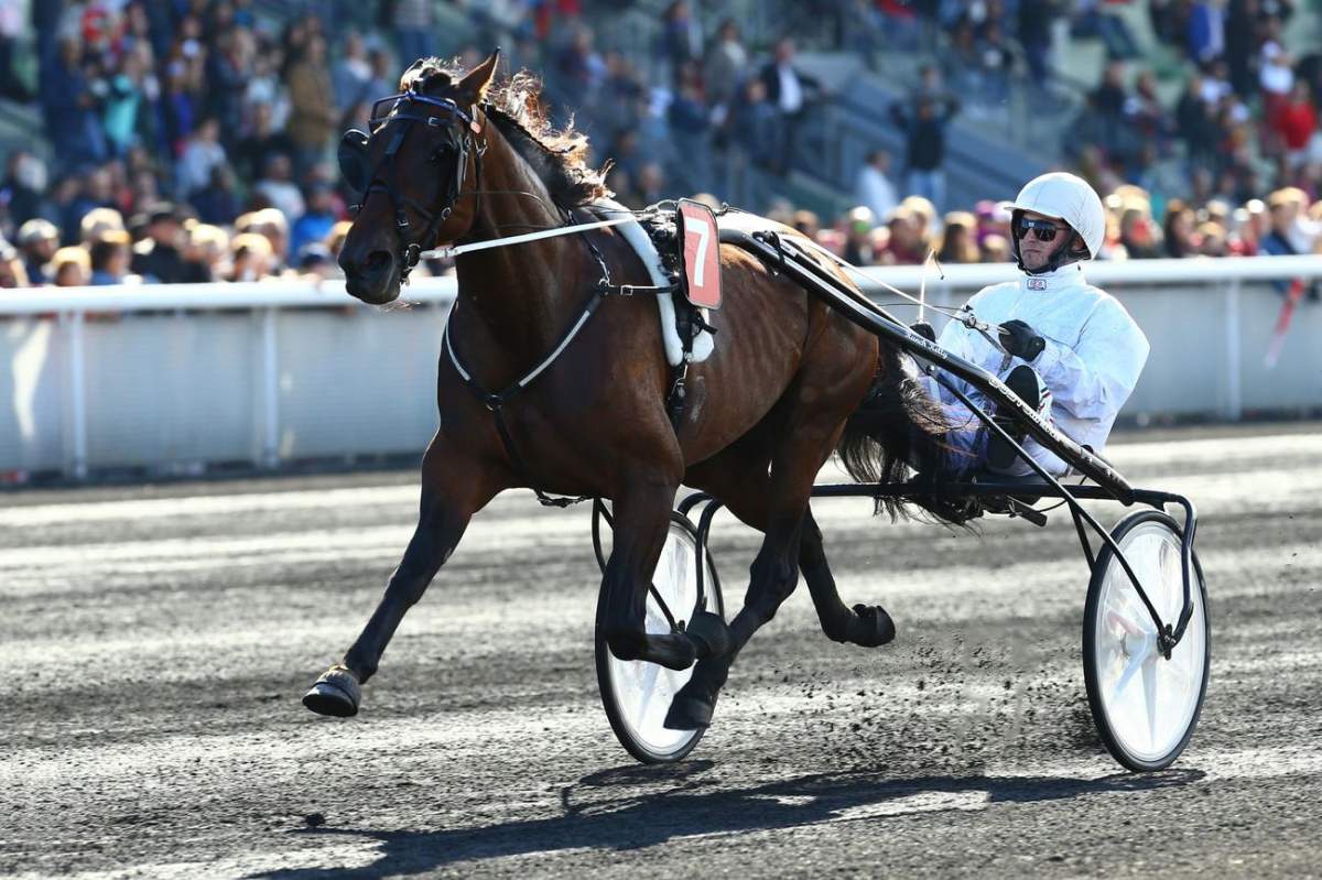 RANCH KELLY - La fiche CANALTURF du cheval, performances pmu, pédigré ...