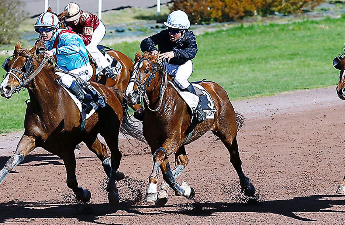 BASCO DU VIVIER - La fiche CANALTURF du cheval, performances pmu ...