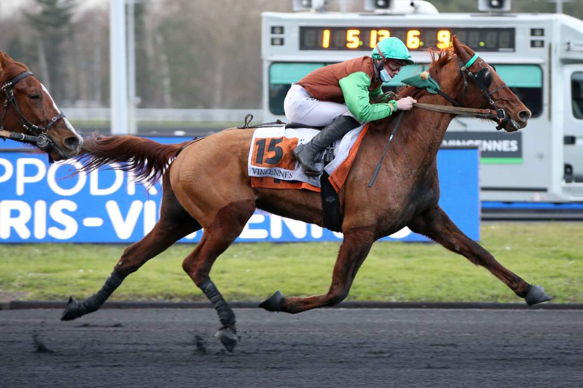DREAM THE BEST - La fiche CANALTURF du cheval, performances pmu ...