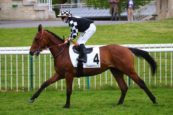STAR OF CECCA