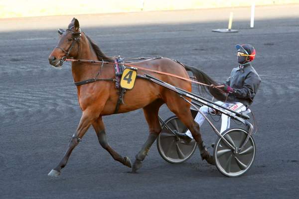 BUZZ STECCA