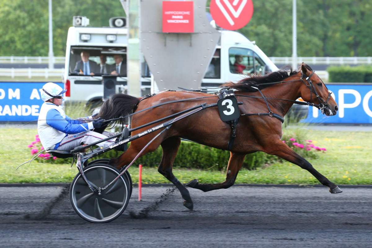Ampia Mede Sm Cheval