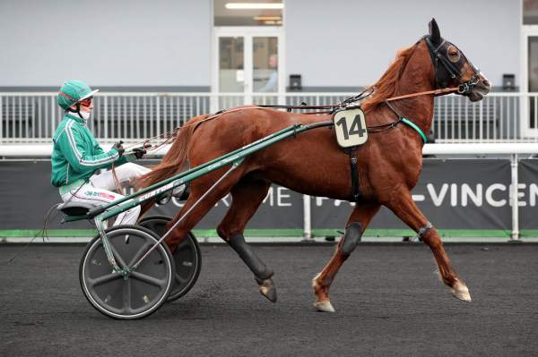 JEROBOAM D'ERABLE