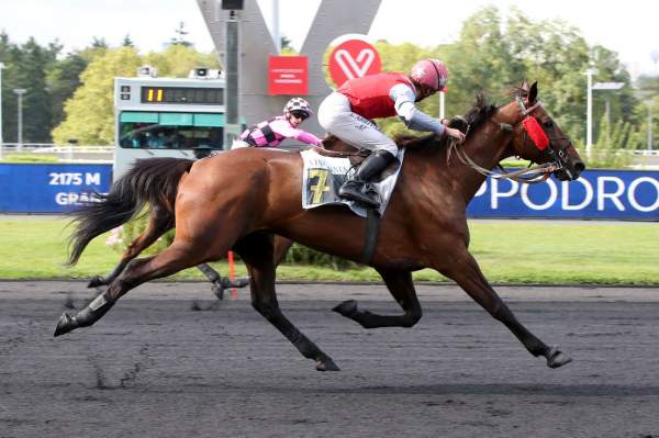 Gigolo Lover arrivée PMU Prix Camille Lepecq (Gr.II) à Vincennes