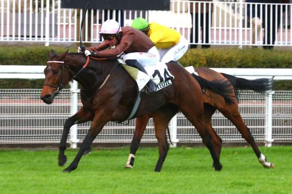 Apaniiwa Arrivée Quinté+ PMU Dragey-Ronthon - Prix Marc Antony à Auteuil