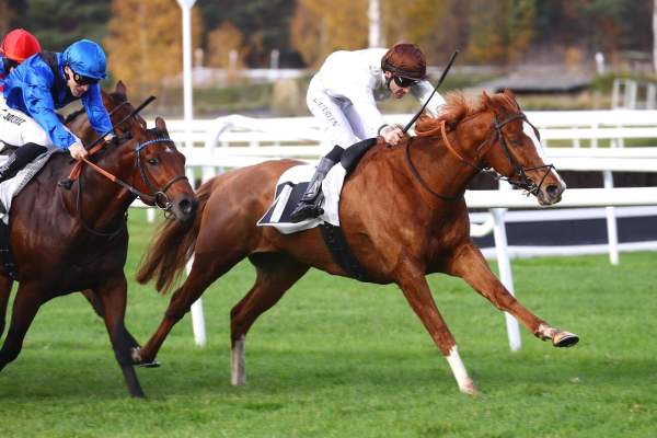 Bel Et Bien Arrivée  Pmu Prix Denisy à Fontainebleau
