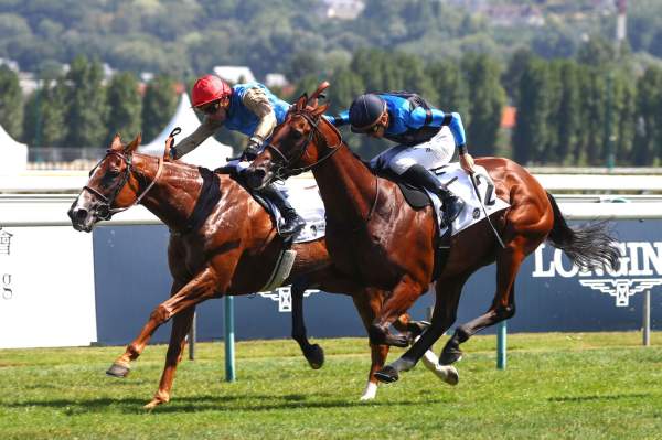 First Look arrivée pmu Prix Gontaut-Biron Hong Kong Jockey Club (Gr. III), samedi à Deauville
