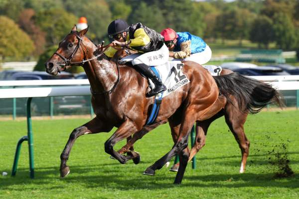 Hemevez Arrivée Quinté+ Pmu Prix De La Galerie Des Varietes à LONGCHAMP
