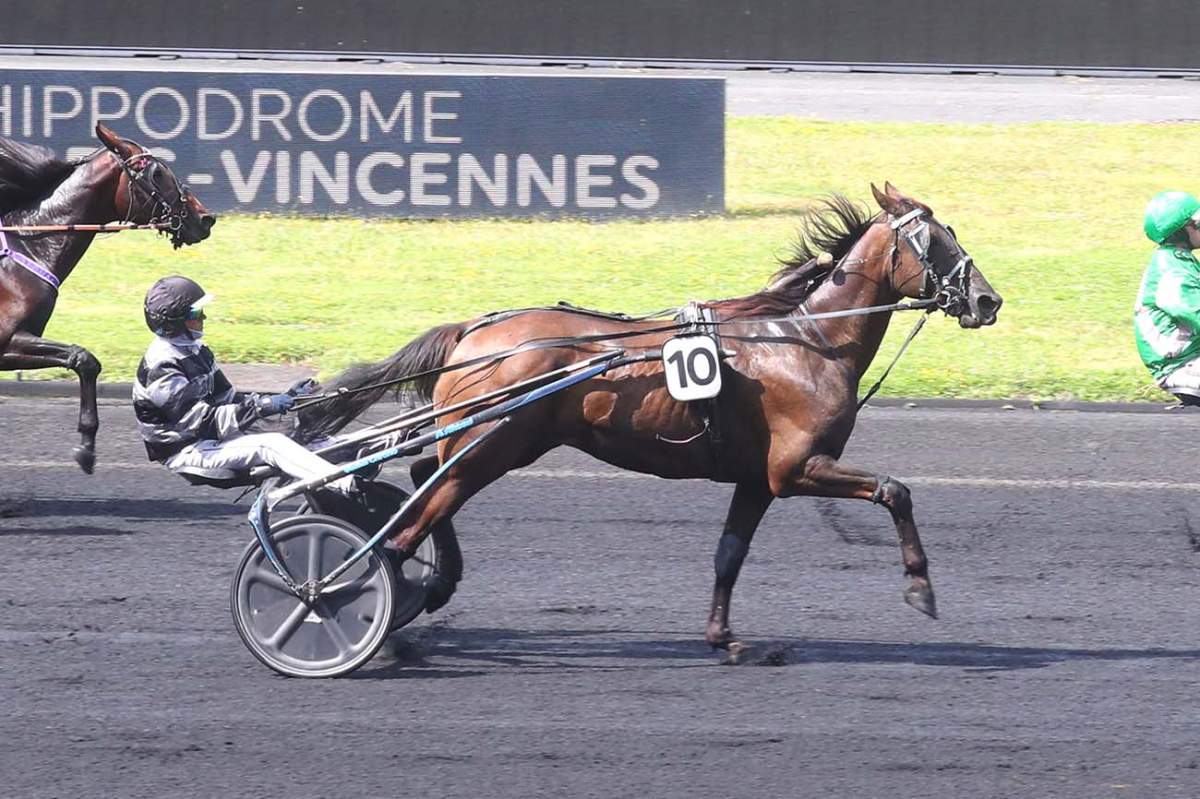 KOSTELLO DE LOU - La fiche CANALTURF du cheval, performances pmu ...
