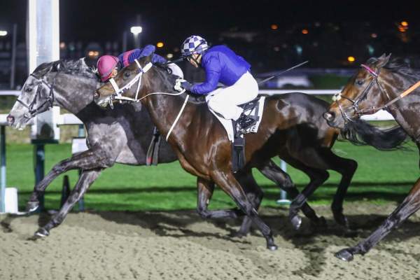 Talentuoso Arrivée Quinté+ Pmu Prix Du Volcan à DEAUVILLE