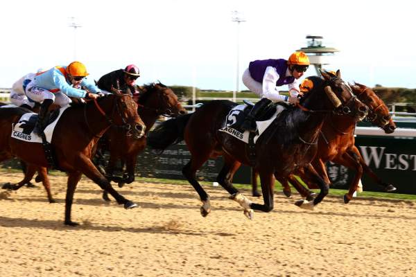 Bayamoon Arrivée Quinté+ Pmu Prix Vans Barbot (prix Du Languedoc) à CAGNES-SUR-MER