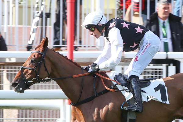 Goliath D'Aunou Arrivée Quinté+ Pmu Prix Prince d'Ecouen - Grand Handicap d'Automne à Auteuil