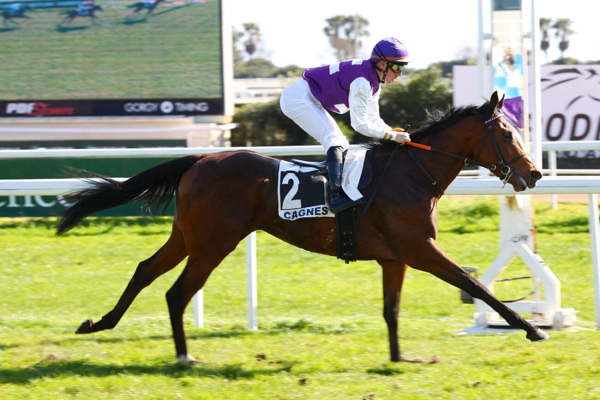 Morgan Cheval LOHENGREEN - La fiche CANALTURF du cheval, performances pmu, pédigré ...