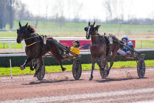 La photo de Koala Blue