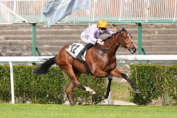 La photo de Purple Lion