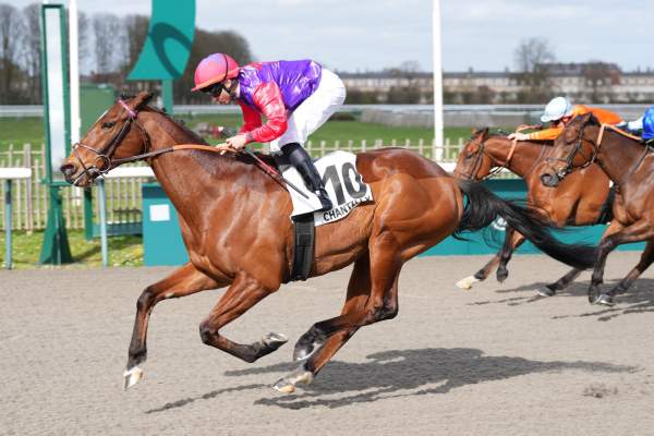 La photo de Pumalin Park