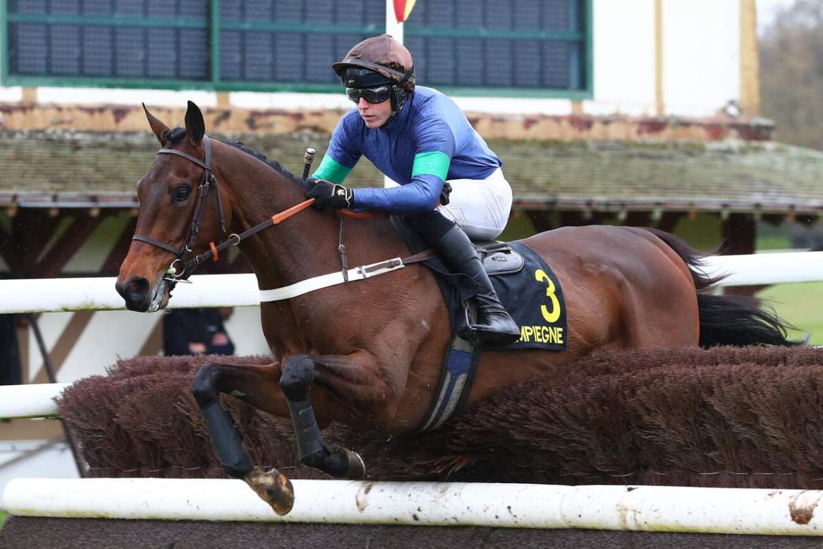 OPERA LIGHT - La fiche CANALTURF du cheval, performances pmu, pédigré ...