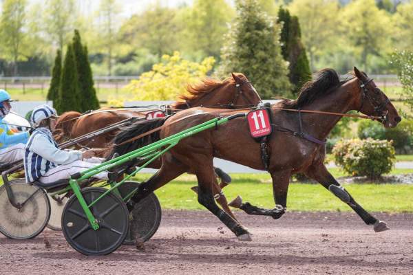 GRACIEUX GALBE