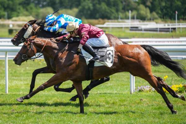 LE MATELOT