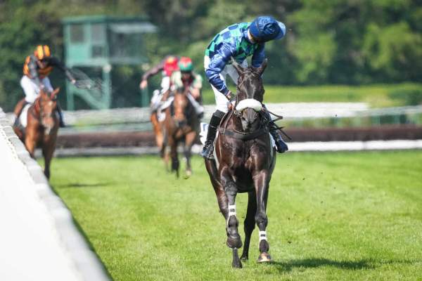 Losange Bleu Arrivée PMU Pick5 Racing TV Grande Course de Haies d'Auteuil
