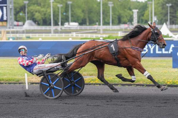 MYSTIC D'YVEL
