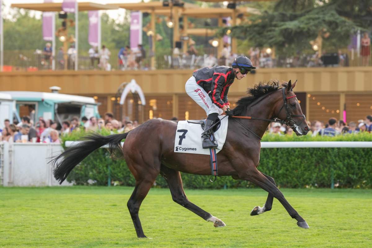 MALTESE CROSS - La fiche CANALTURF du cheval, performances pmu, pédigré, évolution de la cote en direct, résultats rapports, courses 2026
