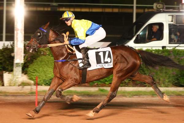 MAHARADJAH ROYAL